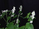 Nepeta Cataria